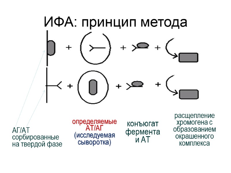 ИФА: принцип метода